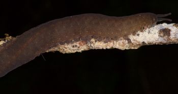 Media type: image; Invertebrate Zoology 131441